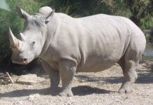 Creati con successo due embrioni di rinoceronte bianco settentrionale