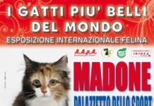 Esposizione Internazionale Felina a Madone