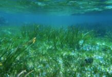 La camera iperbarica degli animali marini