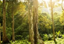 Le aree di “wilderness” dimezzano il rischio di estinzione delle specie