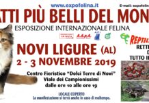 I Gatti Più Belli del Mondo – Esposizione Internazionale Felina a Novi Ligure