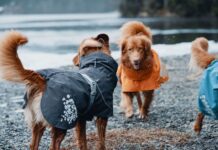 Hurtta presenta la nuova giacca impermeabile per cani Monsoon Coat
