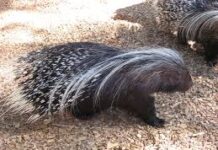 Osservato per la prima volta il peculiare comportamento diurno del più grande roditore notturno della fauna italiana