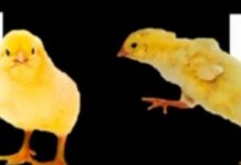 I pulcini nascono capaci di riconoscere ed evitare i pericoli