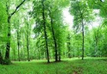 Alberi in città: 5% in più possono prevenire 5mila morti premature all’anno