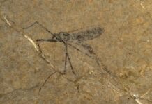 Farfalle, cimici e zanzare sono più antichi di quanto pensiamo