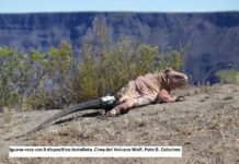 Un dispositivo GPS rileva tutti i movimenti dell’iguana rosa delle Galápagos