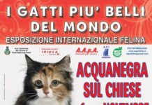 I Gatti Più Belli del Mondo ad Acquanegra sul Chiese