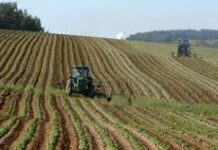 Dagli scarti agricoli la farina di insetti per mangimi animali