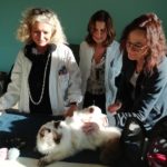 Ospedale di Arezzo: un gatto ragdoll per la pet therapy