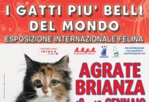 I GATTI PIU’ BELLI DEL MONDO: Esposizione Internazionale Felina ad Agrate Brianza