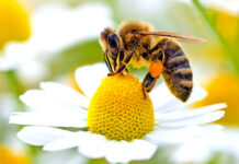 la riproduzione delle api è in pericolo a causa dei pesticidi