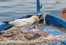 Mediterraneo: quasi 50.000 esemplari di 116 specie diverse hanno ingerito plastica