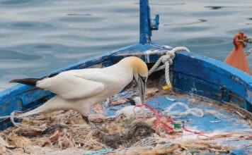 Mediterraneo: quasi 50.000 esemplari di 116 specie diverse hanno ingerito plastica
