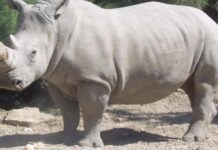 Il nuovo embrione appena creato alimenta la speranza per la sopravvivenza del rinoceronte bianco del nord