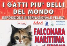 I GATTI PIU’ BELLI DEL MONDO: Esposizione internazionale felina a Falconara Marittima