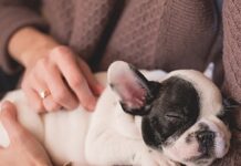 Covid-19: al momento non esistono prove che gli animali da compagnia diffondano il virus