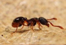 Studio sulla fuga per rotolamento della formica Myrmecina graminicola
