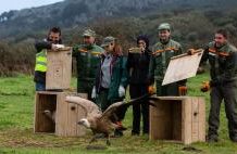 Gli allevatori di Pozzomaggiore adottano il giovane Entulzu