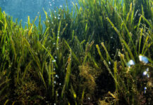 I laboratori naturali lungo la costa di Ischia raccontano il mare che sarà