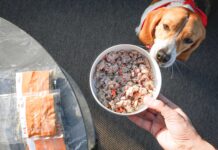 Dog Heroes estende il servizio di delivery a tutta Italia