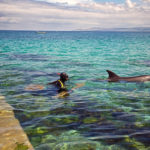 Giornata mondiale dei delfini: i mari irlandesi santuario di delfini e balene