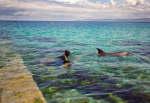 Giornata mondiale dei delfini: i mari irlandesi santuario di delfini e balene