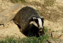 Il Servizio veterinario di Rimini salva un tasso impigliato in una recinzione a Novafeltria