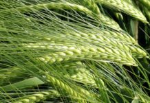 Diversità genetica: scoperte differenze importanti tra le varietà della stessa specie