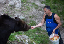 Val di Non: l’orso Bruno e Fausto, il suo custode e amico