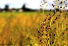 Agricoltura conservativa nel bacino del Mediterraneo per fronteggiare gli effetti del cambiamento climatico