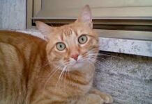 Cosa fare quando il gatto è anziano