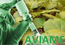 Con il ‘molecular farming’ vaccini veterinari di ultima generazione dalle piante