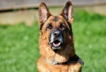L’allergia al cane colpisce fino al 15-20% degli italiani
