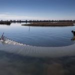 Laguna di Venezia: iniziata l’immissione d’acqua dolce per favorire il ripopolamento di specie ittiche e di uccelli