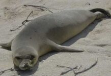 Isola di Capraia: la Foca monaca torna a casa