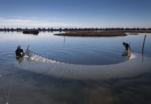 Laguna di Venezia: iniziata l’immissione d’acqua dolce per favorire il ripopolamento di specie ittiche e di uccelli