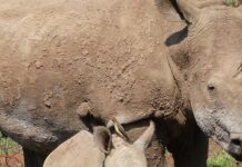 Creati 5 nuovi embrioni dopo il decimo prelievo di oociti del rinoceronte bianco del nord