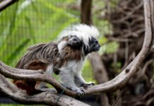 Fiocchi rosa e azzurri a Le Cornelle: il parco festeggia la nascita e l’arrivo di nuovi esemplari di specie a rischio