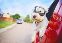 Estate 2020: 3,5 milioni di italiani andranno in vacanza col proprio animale