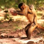 Campi coltivati invece che foreste: la cultura delle scimmie è a rischio