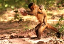 Campi coltivati invece che foreste: la cultura delle scimmie è a rischio