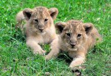Le due leoncine asiatiche nate al Bioparco di Roma hanno un nome: Aasha e Naisha