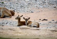 Al Parco Faunistico Le Cornelle due nuovi fiocchi rosa e azzurro per la nascita di due piccoli di cobo lichi