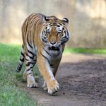 Il Parco Le Cornelle accoglie nuovi esemplari di Gnu e Tigri dell’Amur
