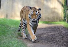 Il Parco Le Cornelle accoglie nuovi esemplari di Gnu e Tigri dell’Amur