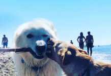 Baubeach nuovo polo di formazione sullo studio dell’etologia del cane