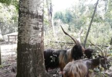 Al Parco Ittico Paradiso arriva una nuova specie: tre esemplari di capre orobiche autoctone