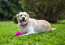 Il Pet Care & Food in Italia vale 3,6 miliardi di euro