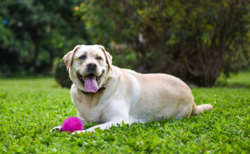 Il Pet Care & Food in Italia vale 3,6 miliardi di euro